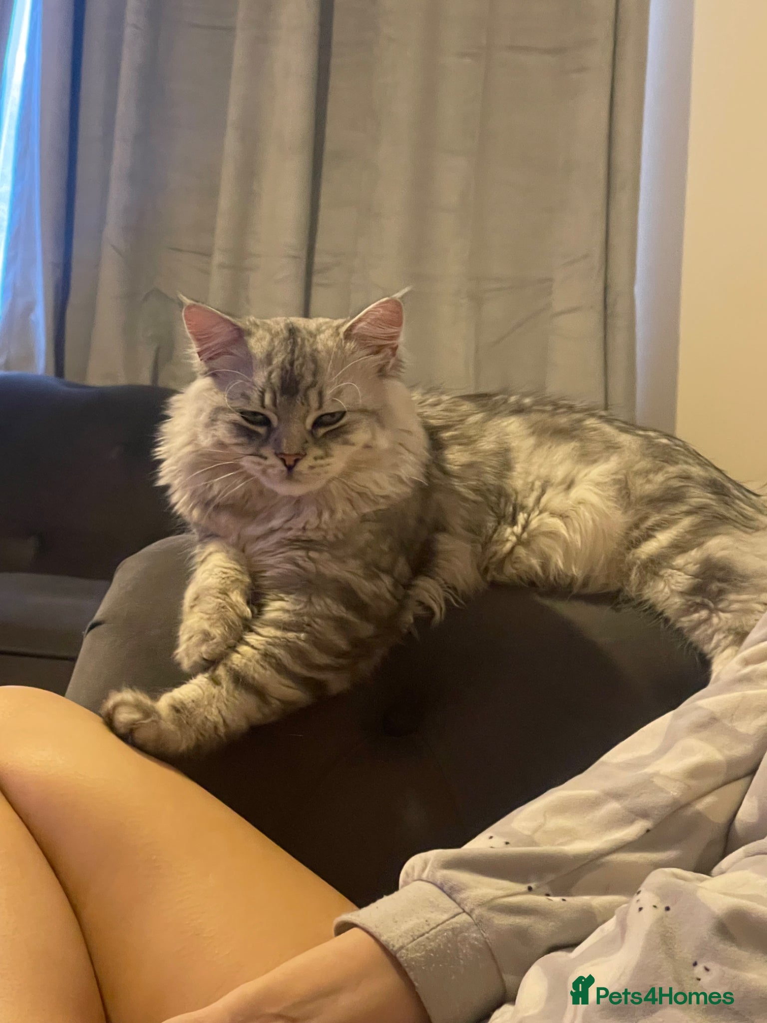 Mixed Breed cats Mixed ragdol Persian  - Advert 2