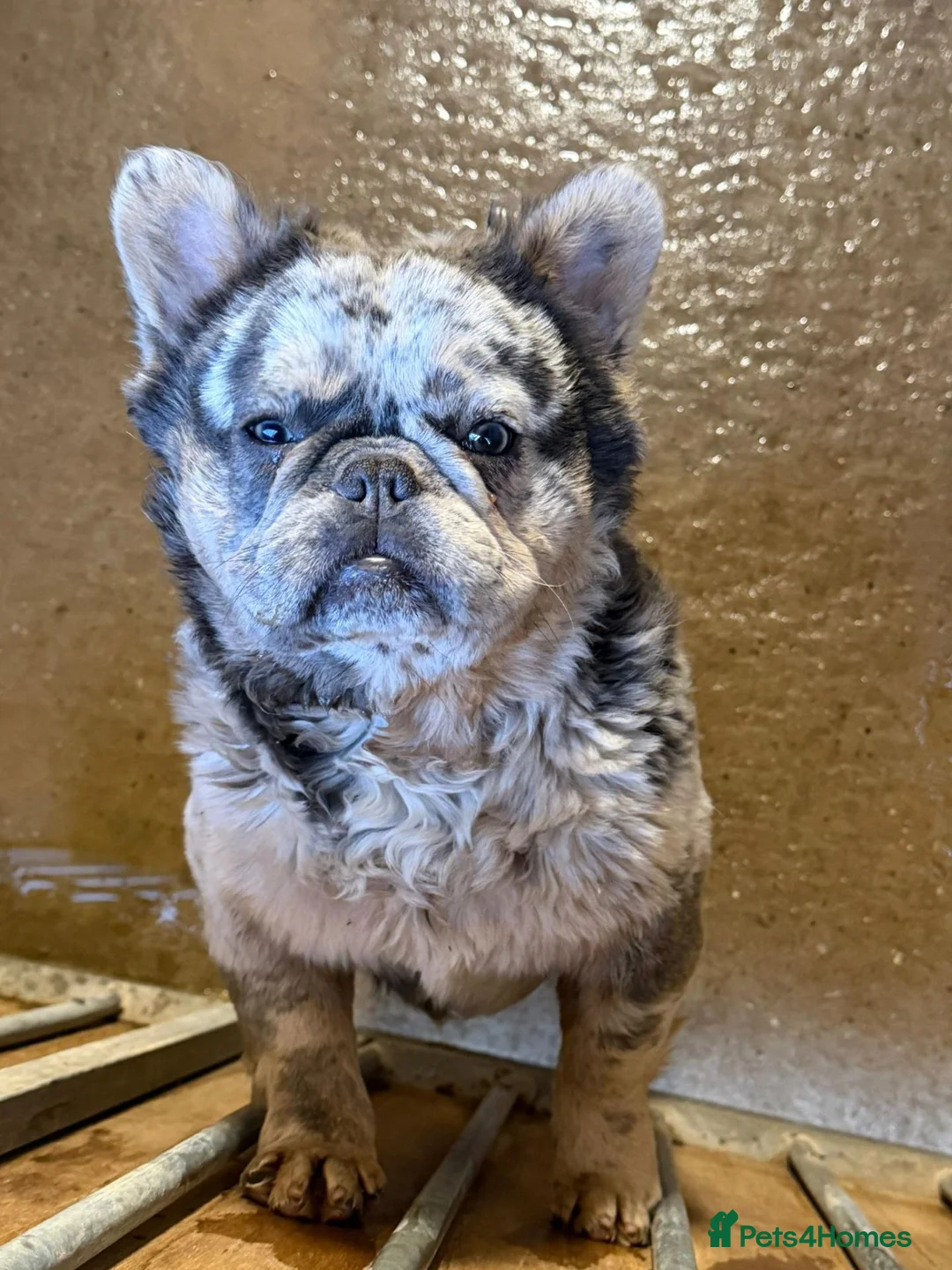 French Bulldog dogs for sale: Merlin fluffy frenchie  in Birmingham - Advert 2
