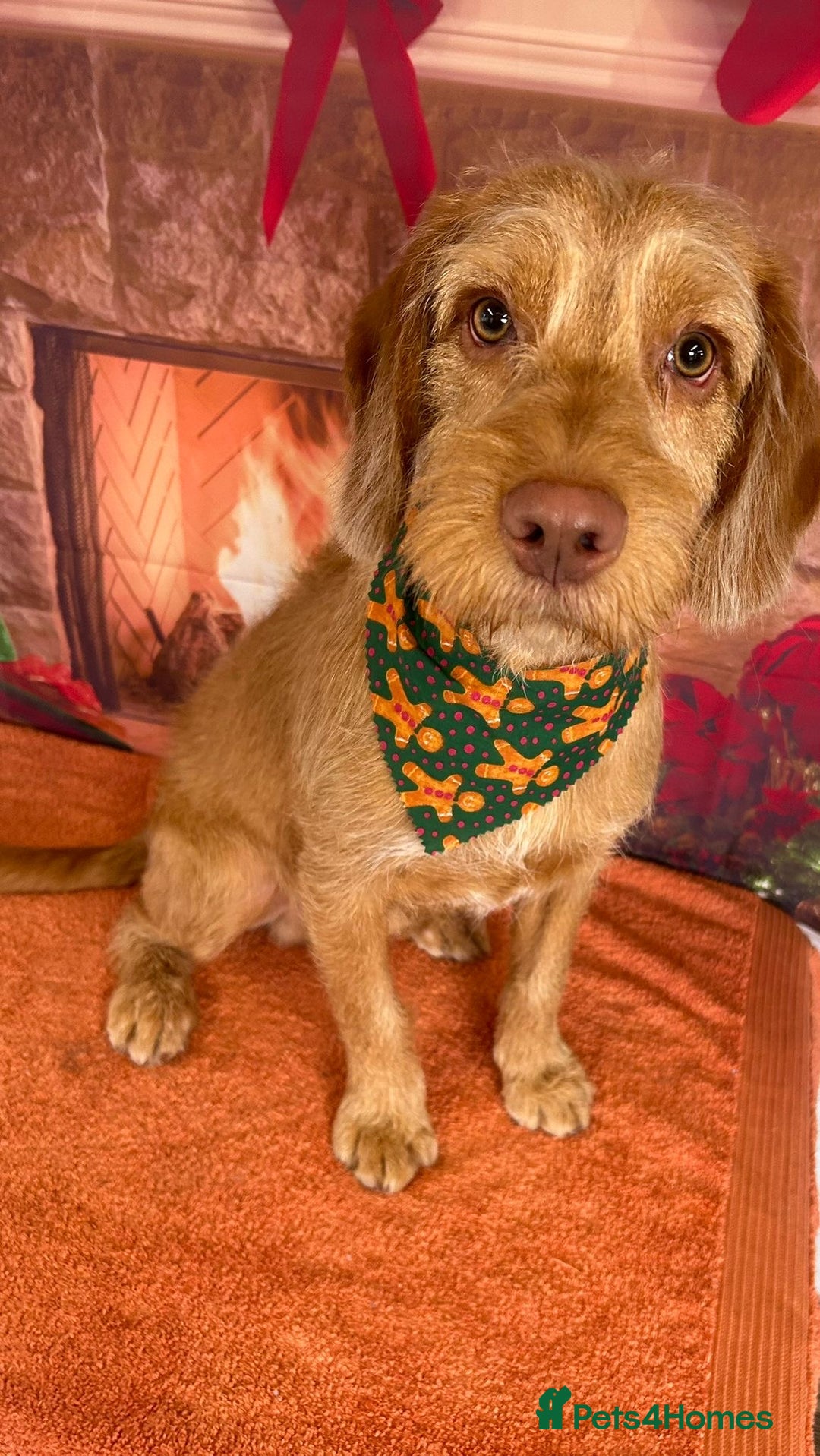 Mixed Breed dogs for sale: Winston  - Advert 1