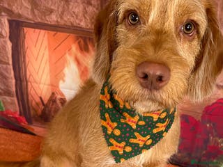 Mixed Breed dogs Winston - Advert 1