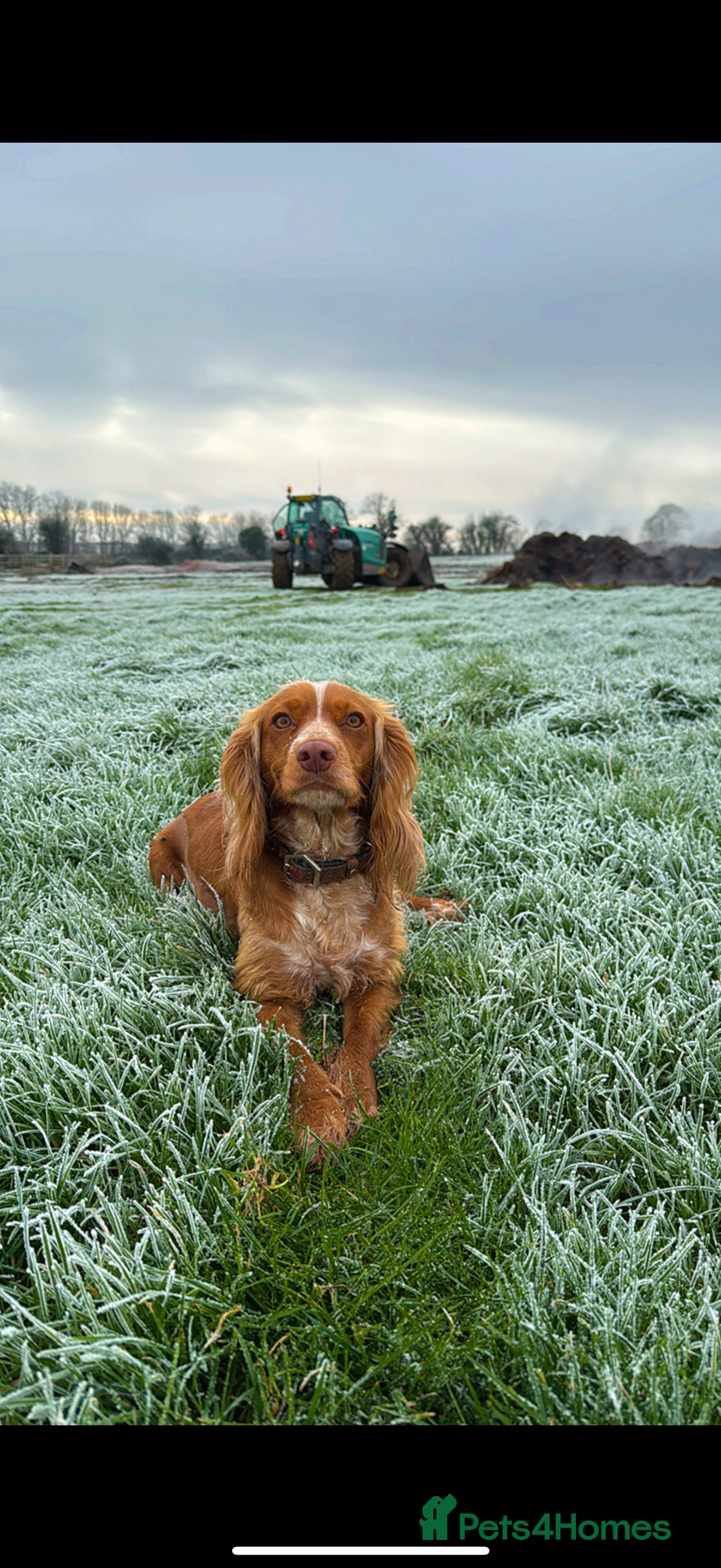 Mixed Breed dogs for sale: Beautiful cocker x collie puppies for sale - Advert 2