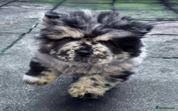 Chow Chow dogs for sale: Merle Chow Chow - Image 1