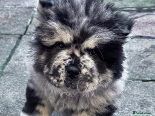 Chow Chow dogs for sale - Advert 1