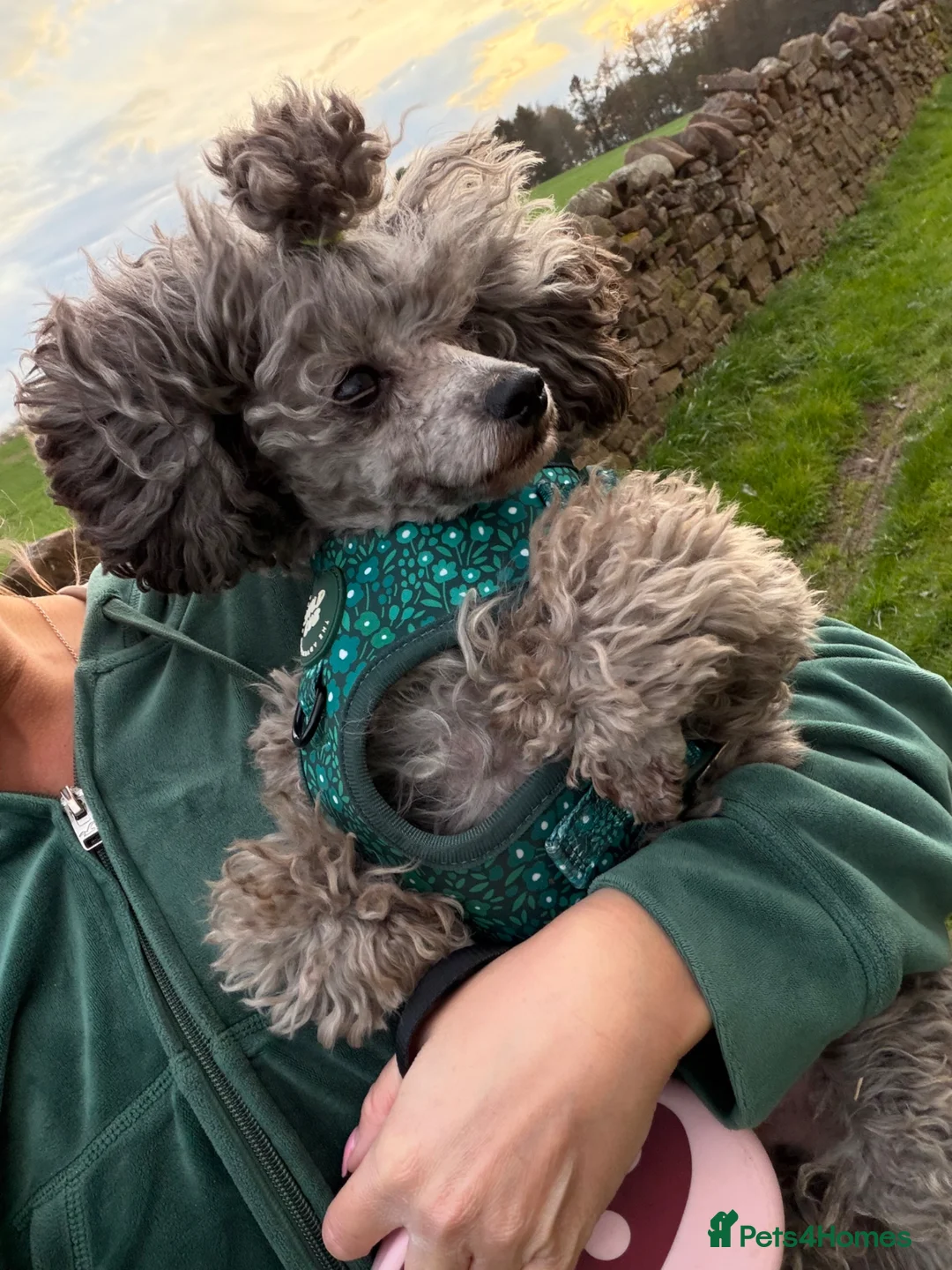 Toy Poodle dogs for stud: Silver health tested Asian poodle- 20 cm tall in Penrith - Advert 6