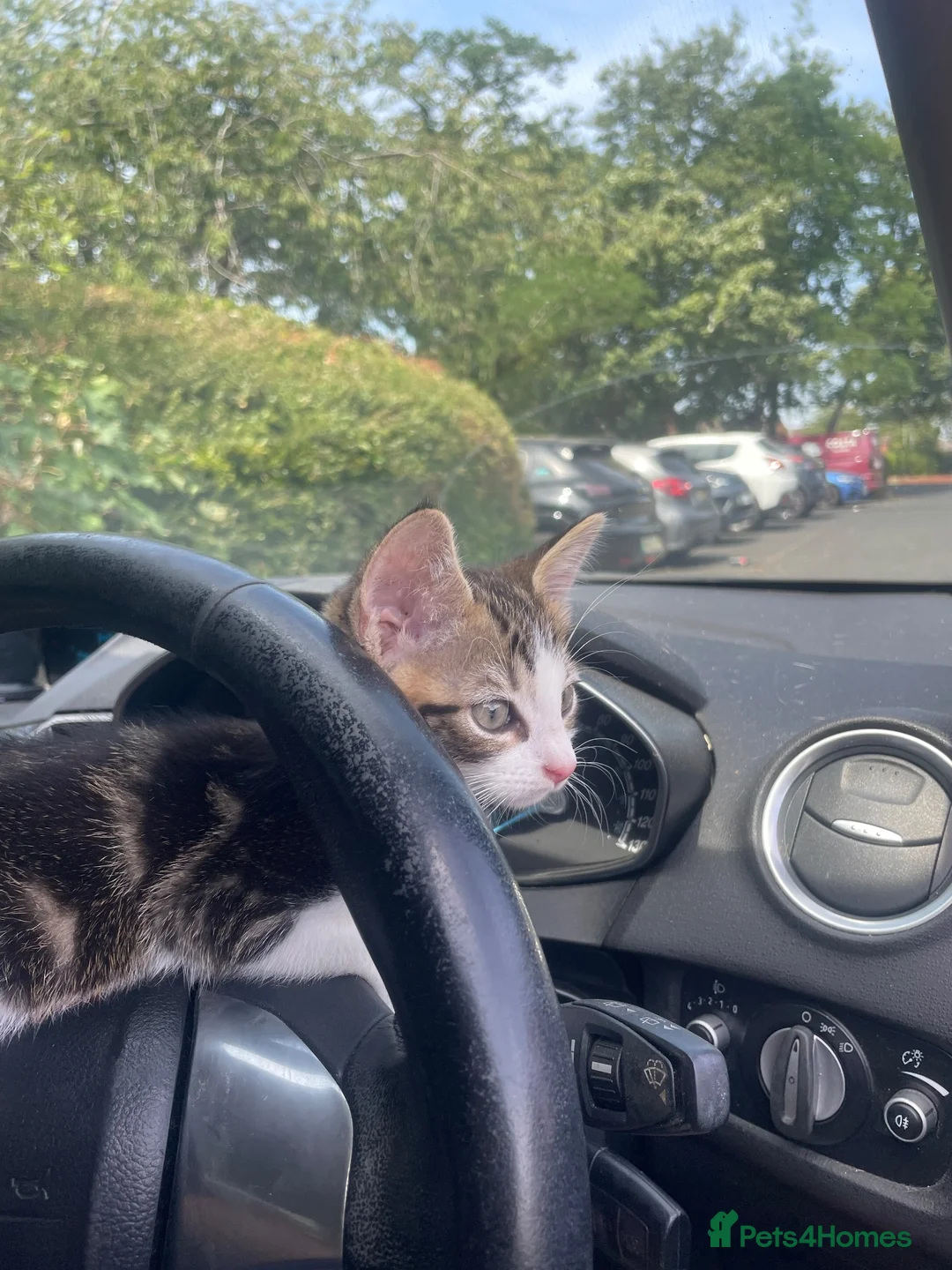 Mixed Breed cats for sale: 10 Week Male kitten in Rugby - Advert 2