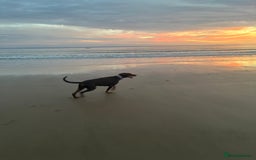 Dobermann dogs for sale: Doberman - Image 9