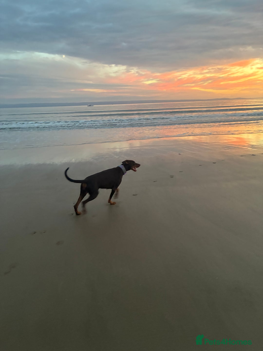 Dobermann dogs for sale: Doberman - Image 9