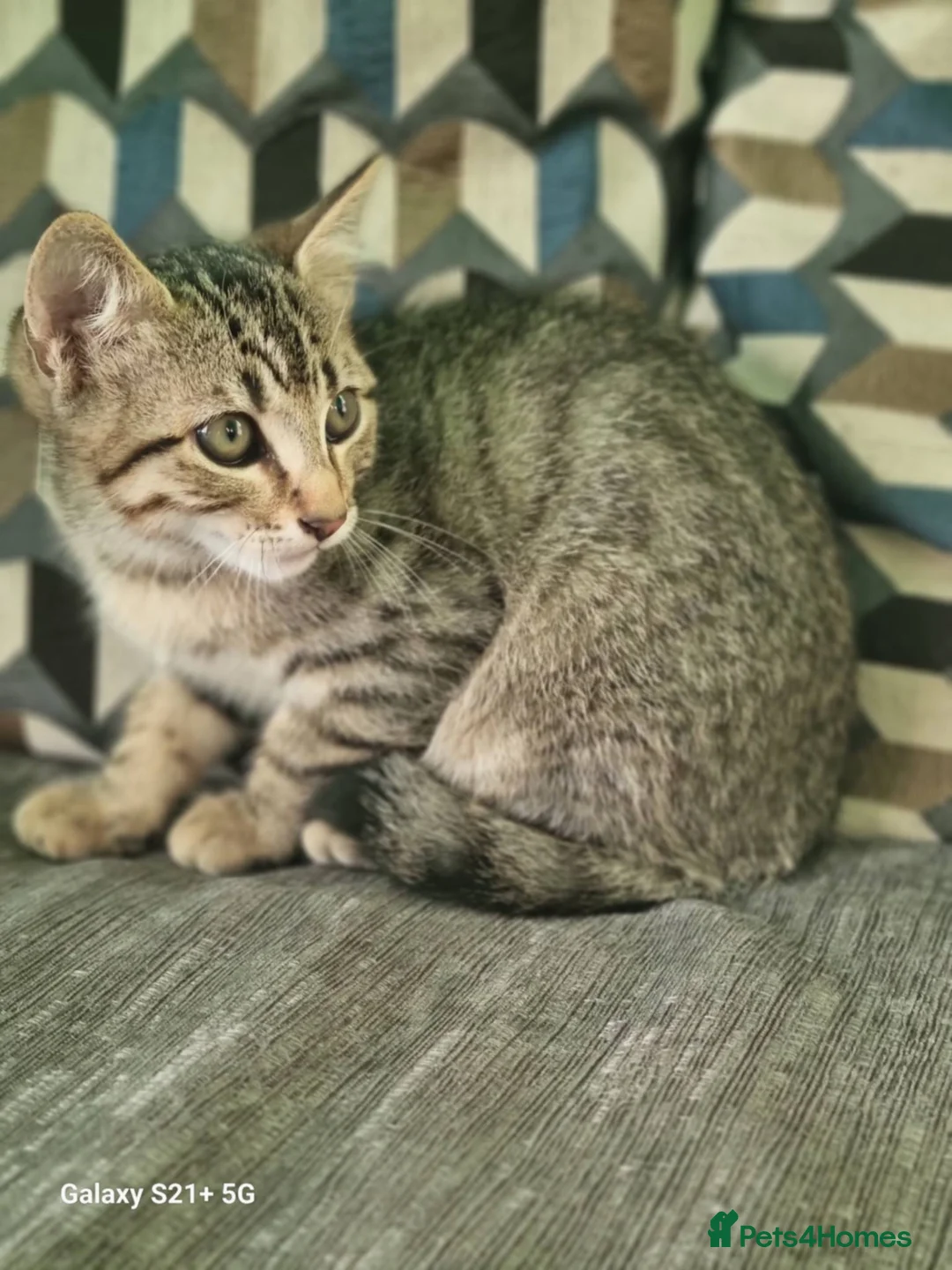 Mixed Breed cats for sale: Kittens ready for forever homes in Lincoln - Advert 2