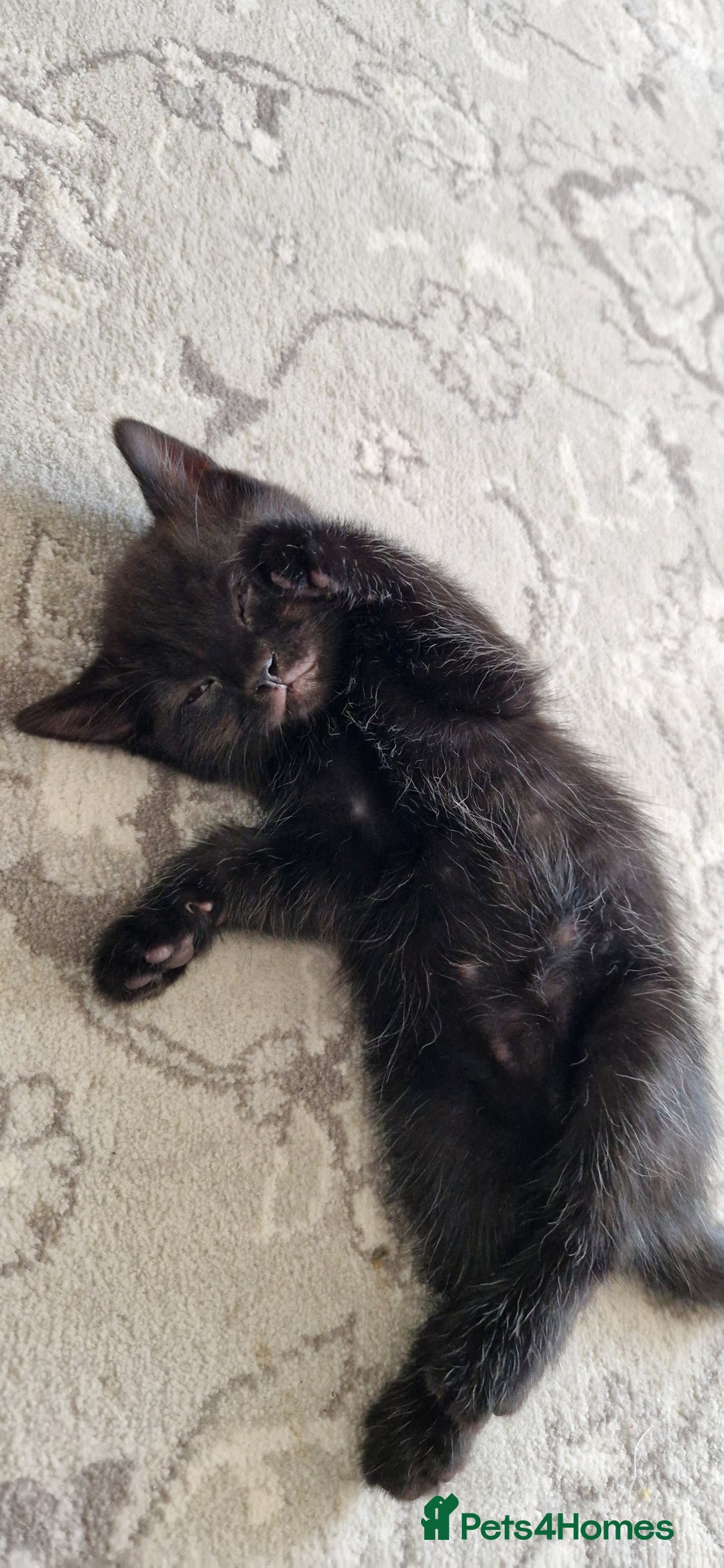 British Shorthair cats for sale: Black british shorthair mix - Image 8
