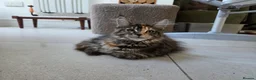 Maine Coon cats for sale: Top quality Mainecoon girls..Tica reg  - Advert 19