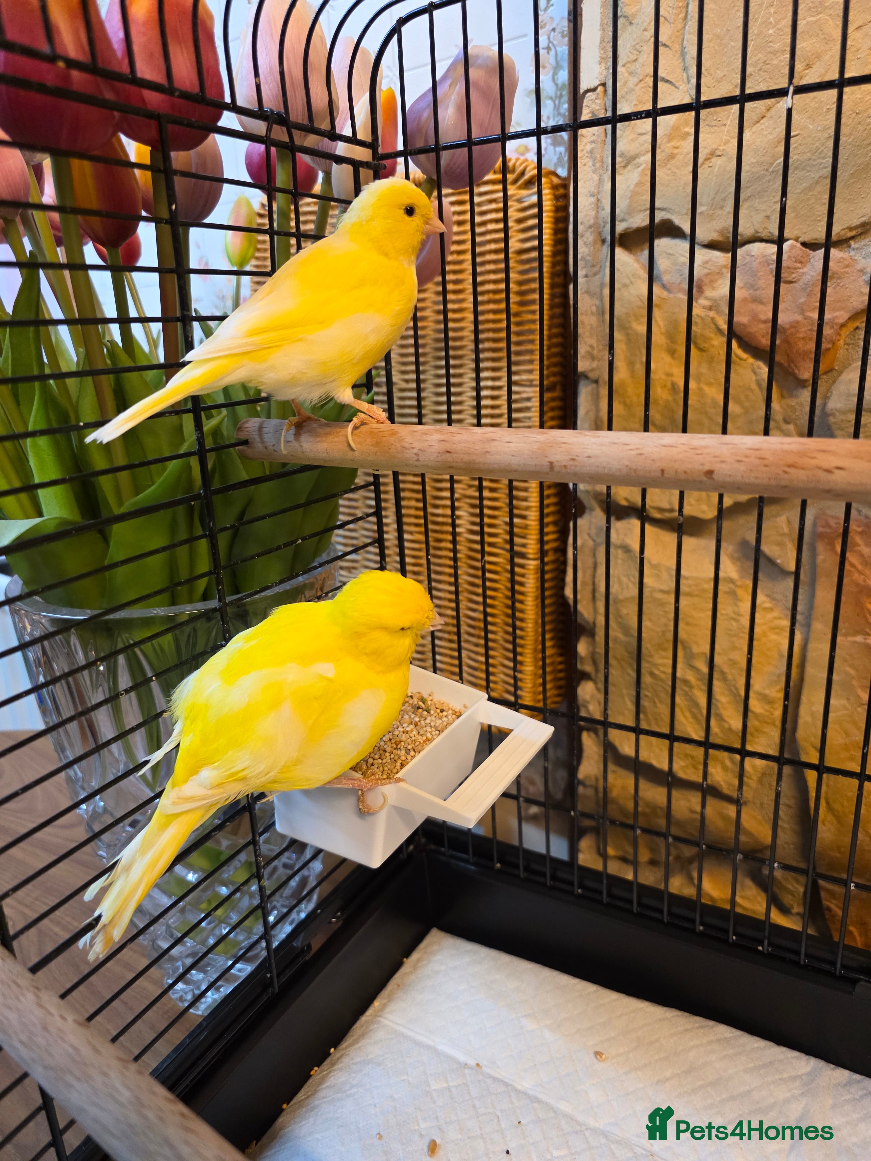 Canaries birds Two Canaries for Sale with Cage & Full Setup - Advert 2
