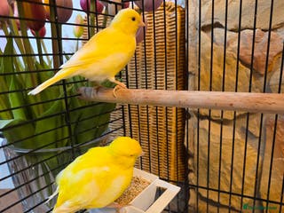 Canaries birds Two Canaries for Sale with Cage & Full Setup - Advert 3