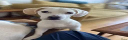 Mixed Breed dogs for adoption: Margot in Oxford - Advert 3