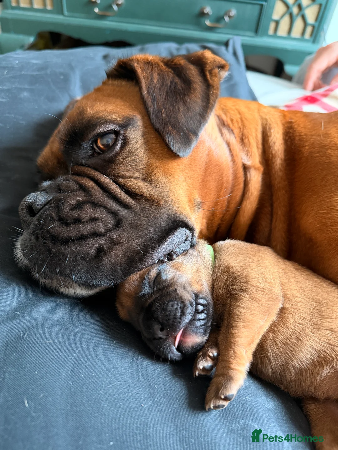 Boxer dogs for sale: KC Reg Boxers - 5 Beautiful Girls Ready Soon - Advert 1