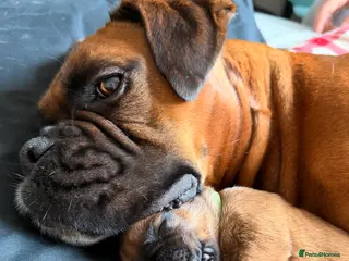 Boxer dogs KC Reg Boxers - 5 Beautiful Girls Ready Soon - Advert 3