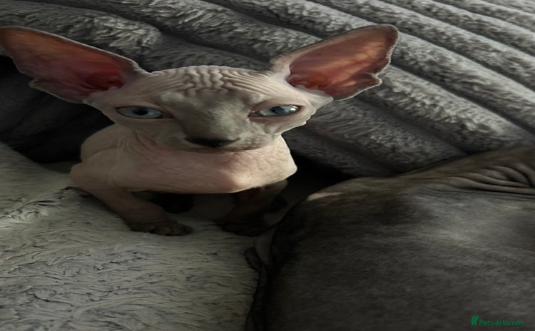 Sphynx cats - Advert 4