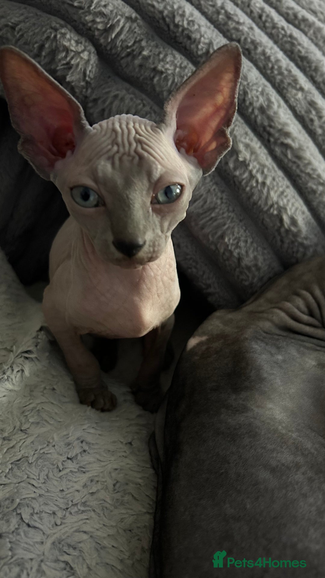 Sphynx cats for sale: Fantastic kittens are looking for new homes. - Image 6