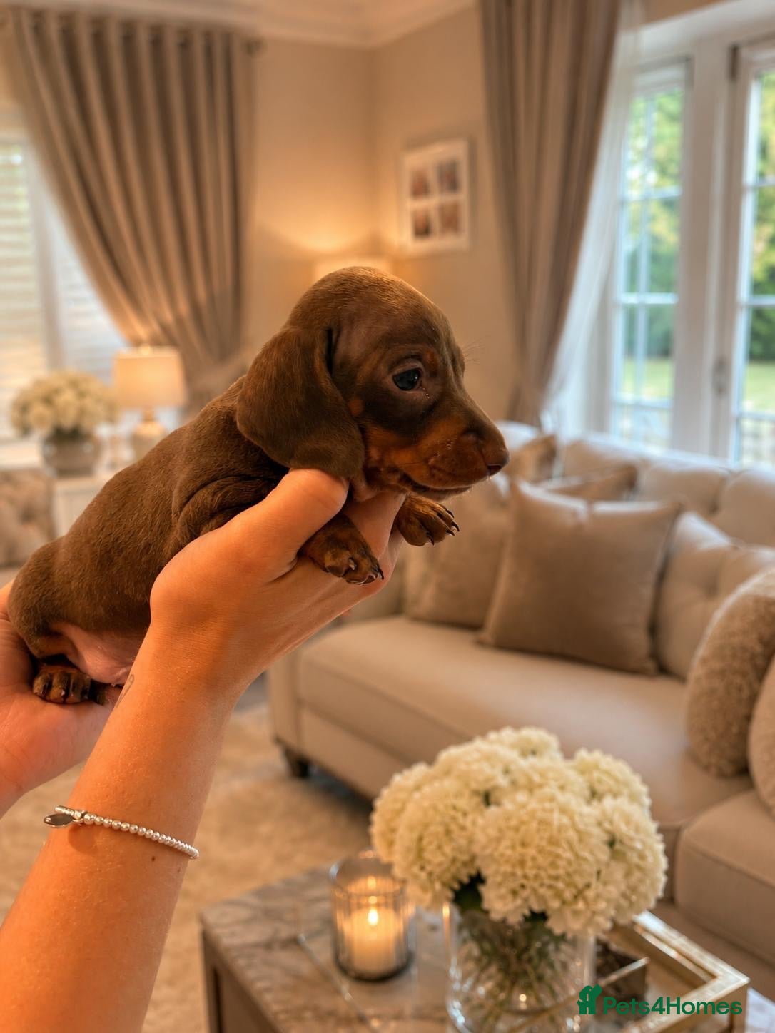 Miniature Dachshund dogs for sale: Stunning Litter - K.C Registered - Advert 2