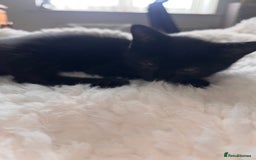 British Longhair cats for sale: Last ones of the litter  - Image 11