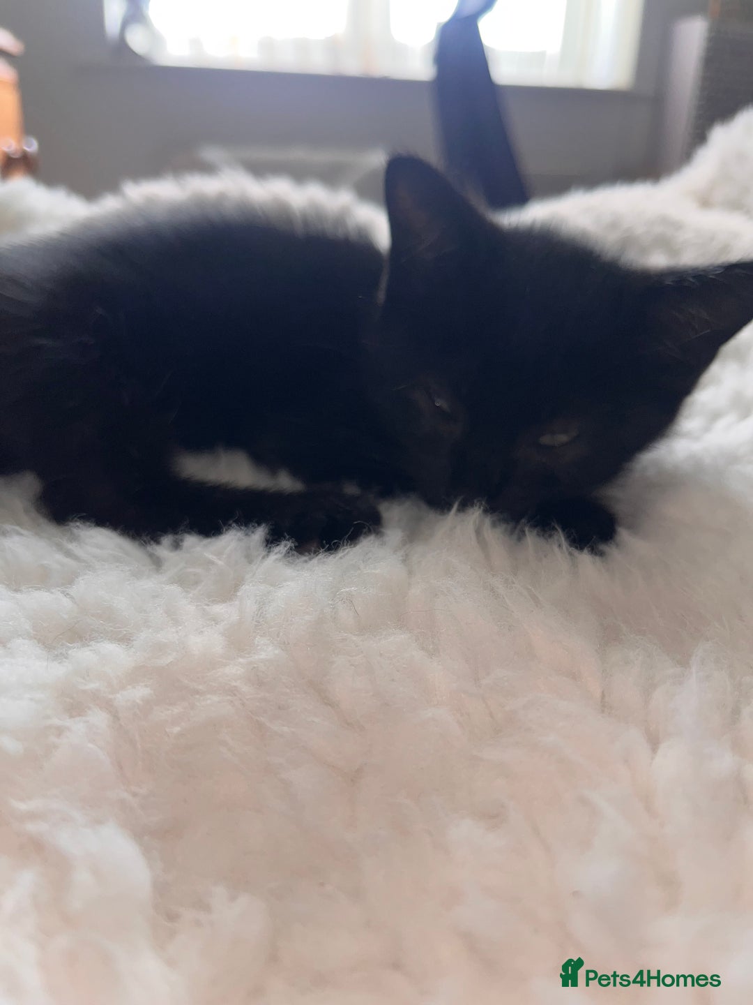 British Longhair cats for sale: Last ones of the litter  - Image 11