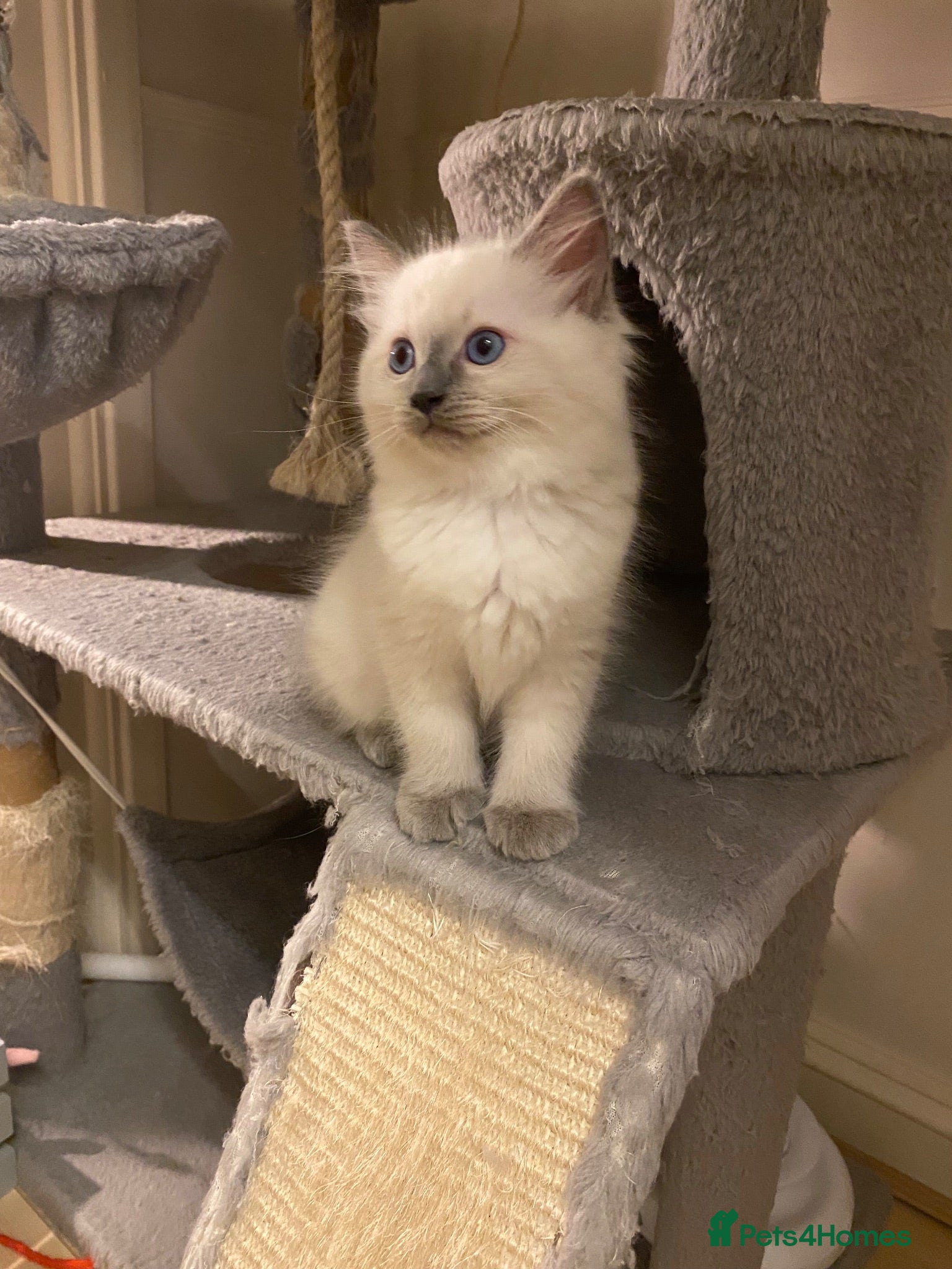 Ragdoll cats Pure ragdoll kittens - Advert 18