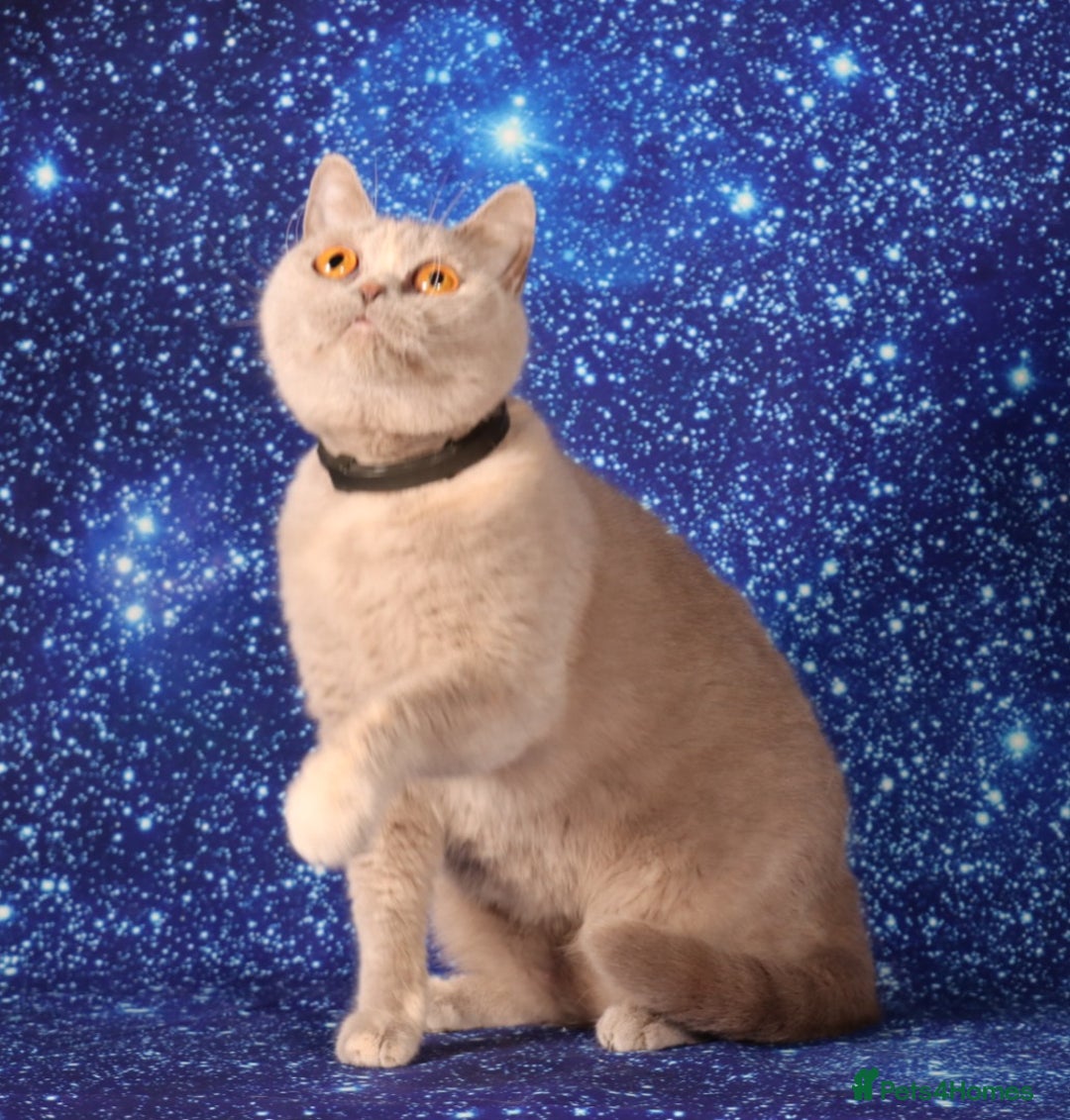 British Shorthair cats for sale: Retired Tica registered British shorthair females  - Image 7