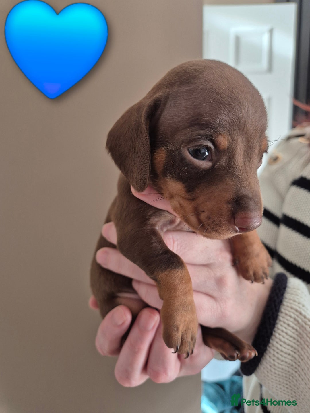 Miniature Dachshund dogs for sale: Looking for their forever 🏡 - Image 10