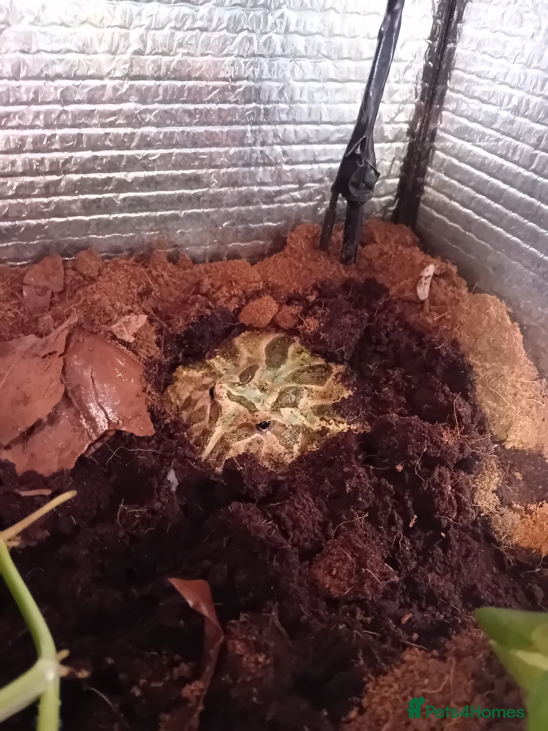 Frog reptiles for sale: Pacman Frog with full setup - Image 2