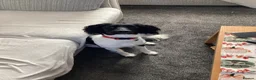 English Springer Spaniel dogs for sale: 8 1/2 months old  in Manchester - Advert 3