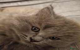 British Longhair cats for sale: 5 x beautiful BLH kittens for sale - Advert 26