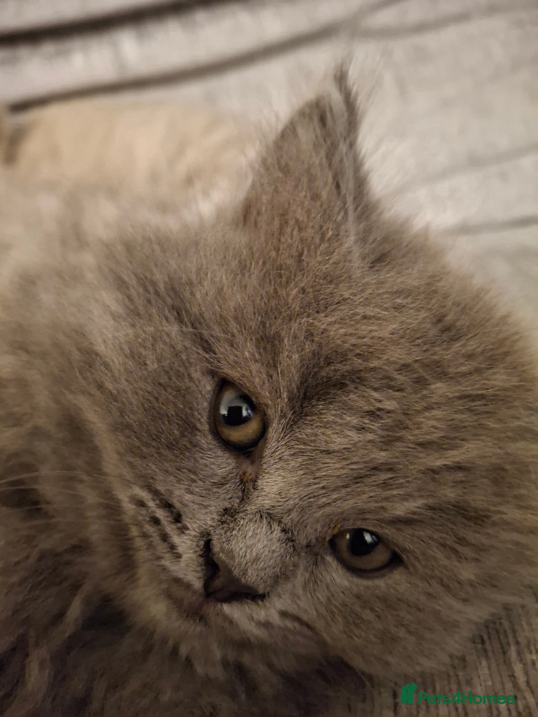 British Longhair cats for sale: 5 x beautiful BLH kittens for sale - Advert 26