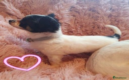 Chihuahua dogs for sale: Tri coloured longcoat apple head - Image 5