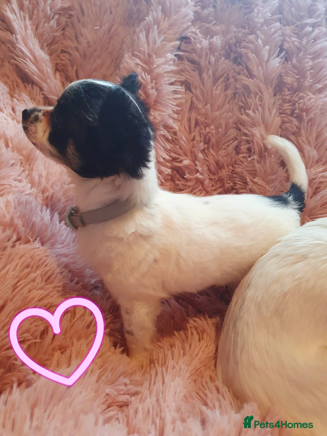 Chihuahua dogs for sale: Tri coloured longcoat apple head - Image 5
