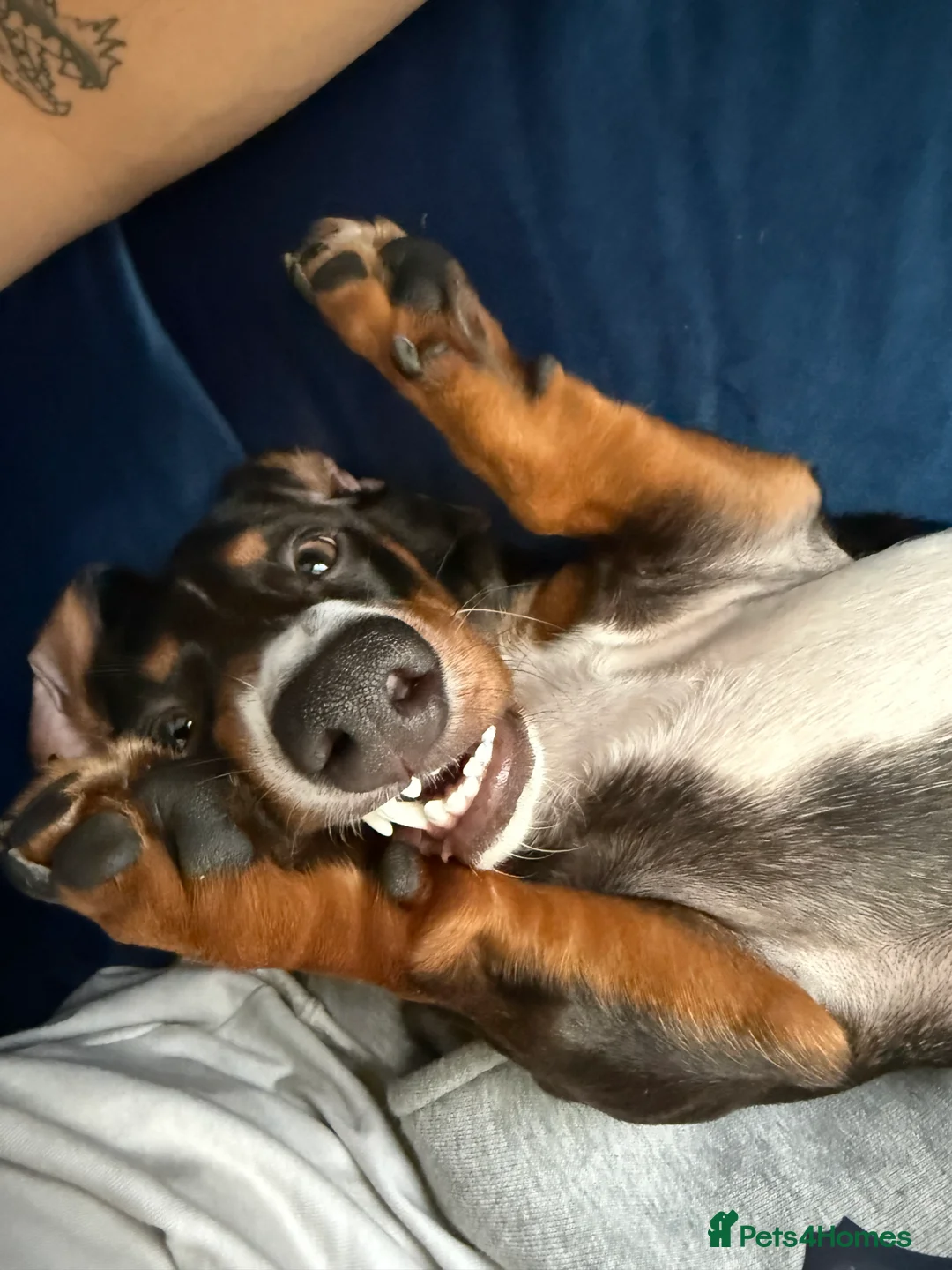 Dachshund dogs for sale: Dachshund puppy for rehome in Southsea - Advert 6