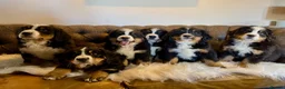 Bernese Mountain Dog dogs for sale: 🐾 Beautiful KC Bernese Mountain Dog Puppies 🐾  - Advert 4