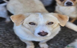 Mixed Breed dogs for adoption: PATTY - FOR ADOPTION  - Image 4
