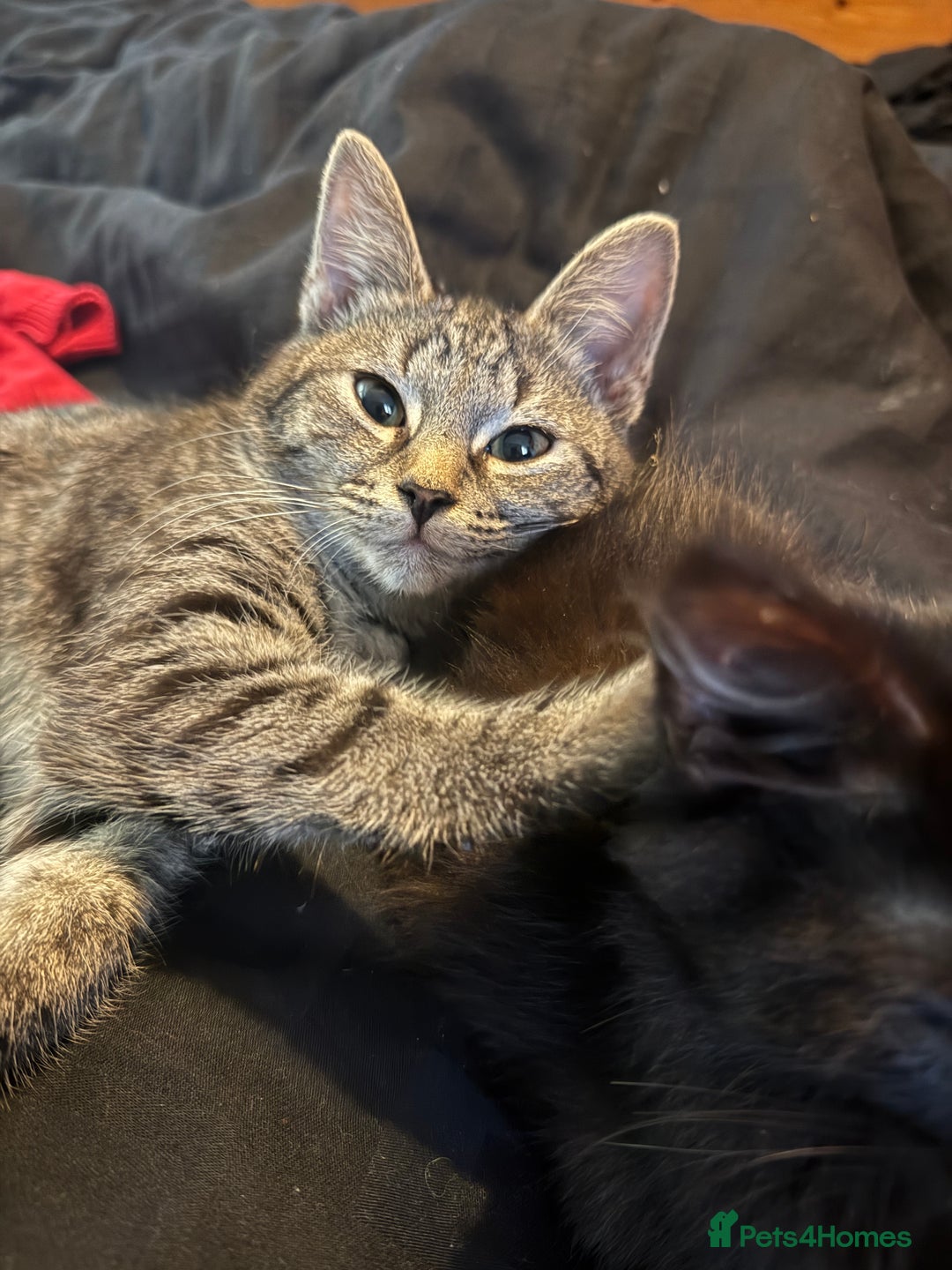 Mixed Breed cats for sale: Kittens for sale  - Advert 5