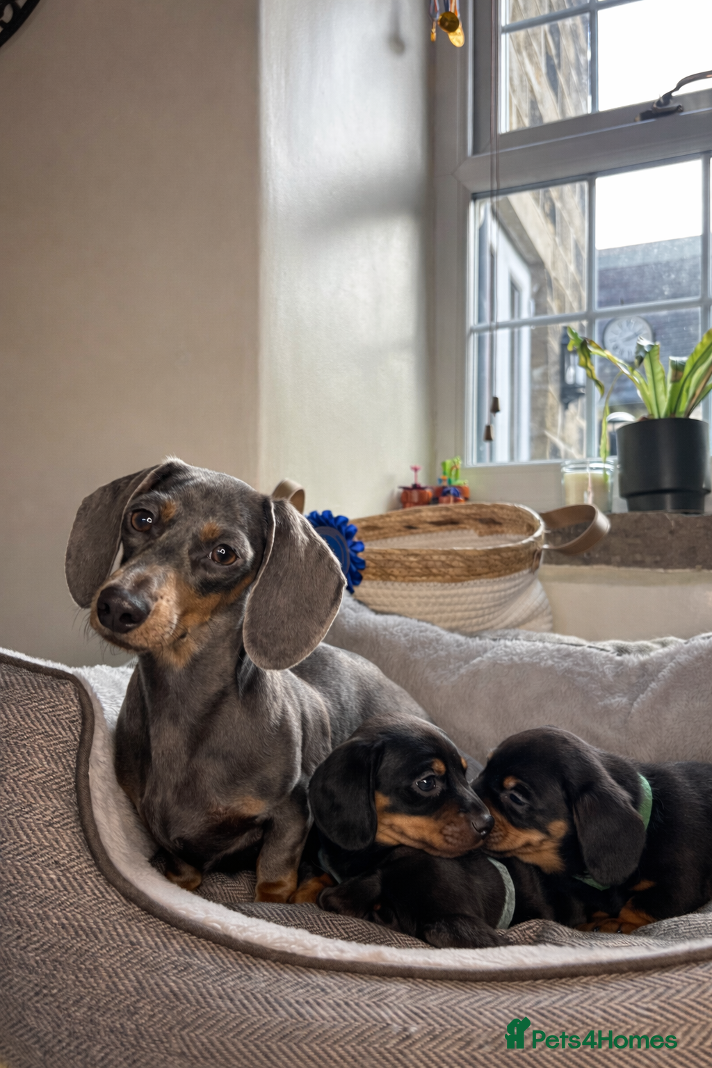 Miniature Dachshund dogs Miniature dachshunds-Blue & tan ,black & tan left - Advert 1