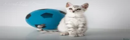 Bengal cats for sale: Rare Silver Bengal Kittens – Boy & Girl Available - Advert 25