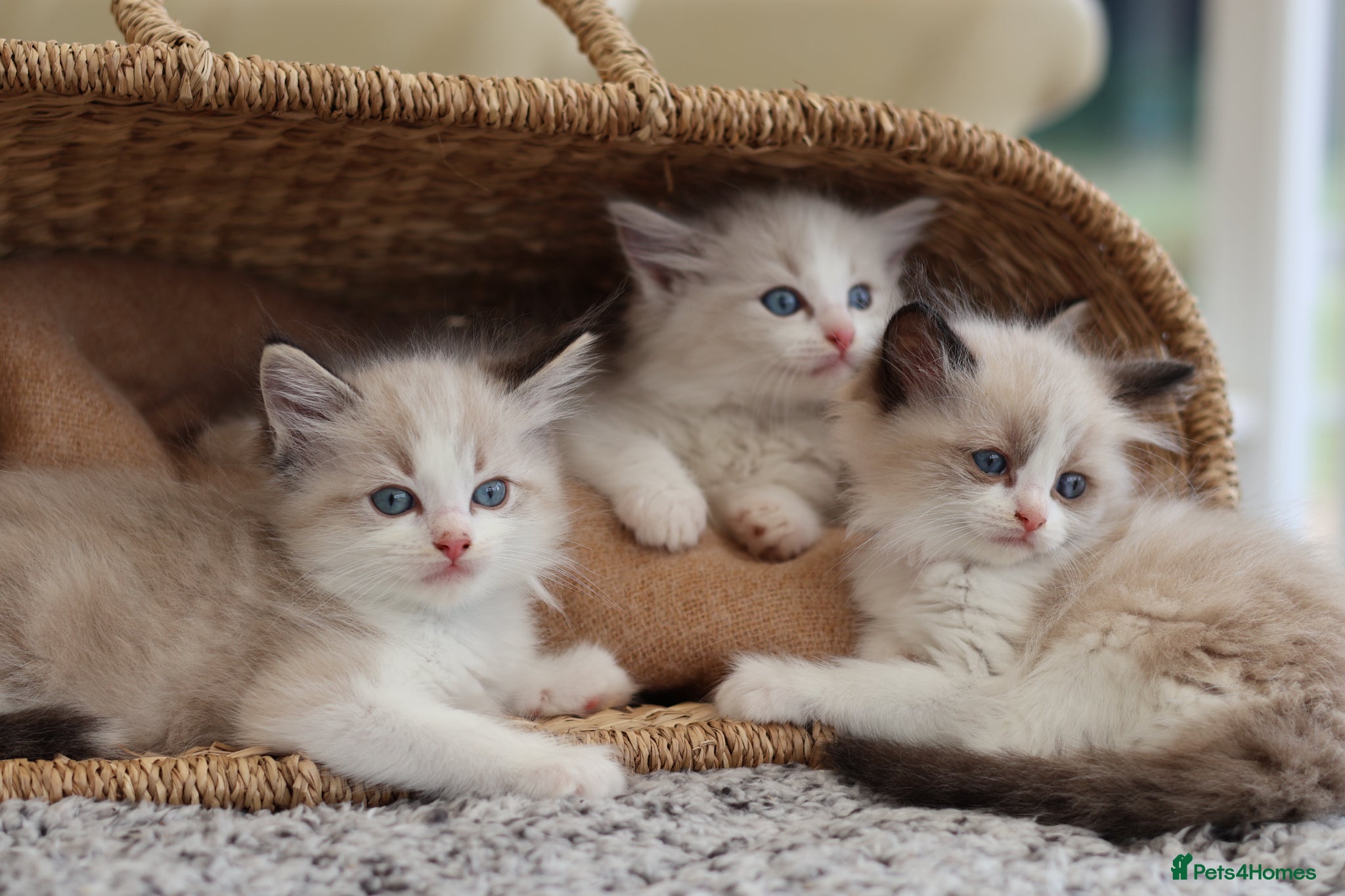 Ragdoll cats Tica Registered 💎 Ragdoll Kittens - Advert 2