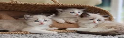 Ragdoll cats for sale: Tica Registered 💎 Ragdoll Kittens - Advert 2