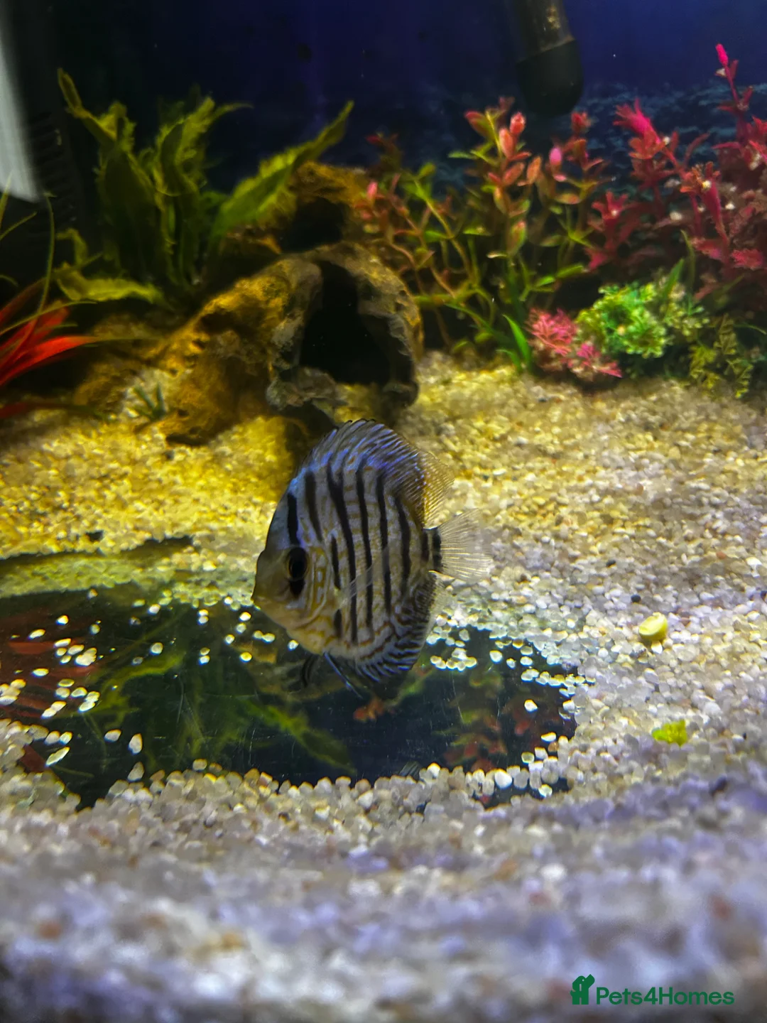 Discus fish for sale: Blue discus  - Advert 1