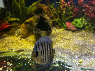 Discus fish Blue discus - Advert 1