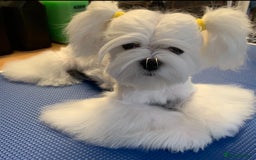 Maltese dogs for sale: Beautiful Korean Maltese puppies  - Image 10