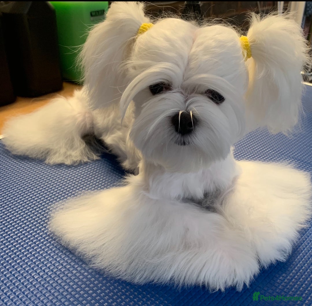 Maltese dogs for sale: Beautiful Korean Maltese puppies  - Image 10
