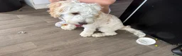 Cockapoo dogs for sale: 8 months old Male cockapoo  in Bognor Regis - Advert 3