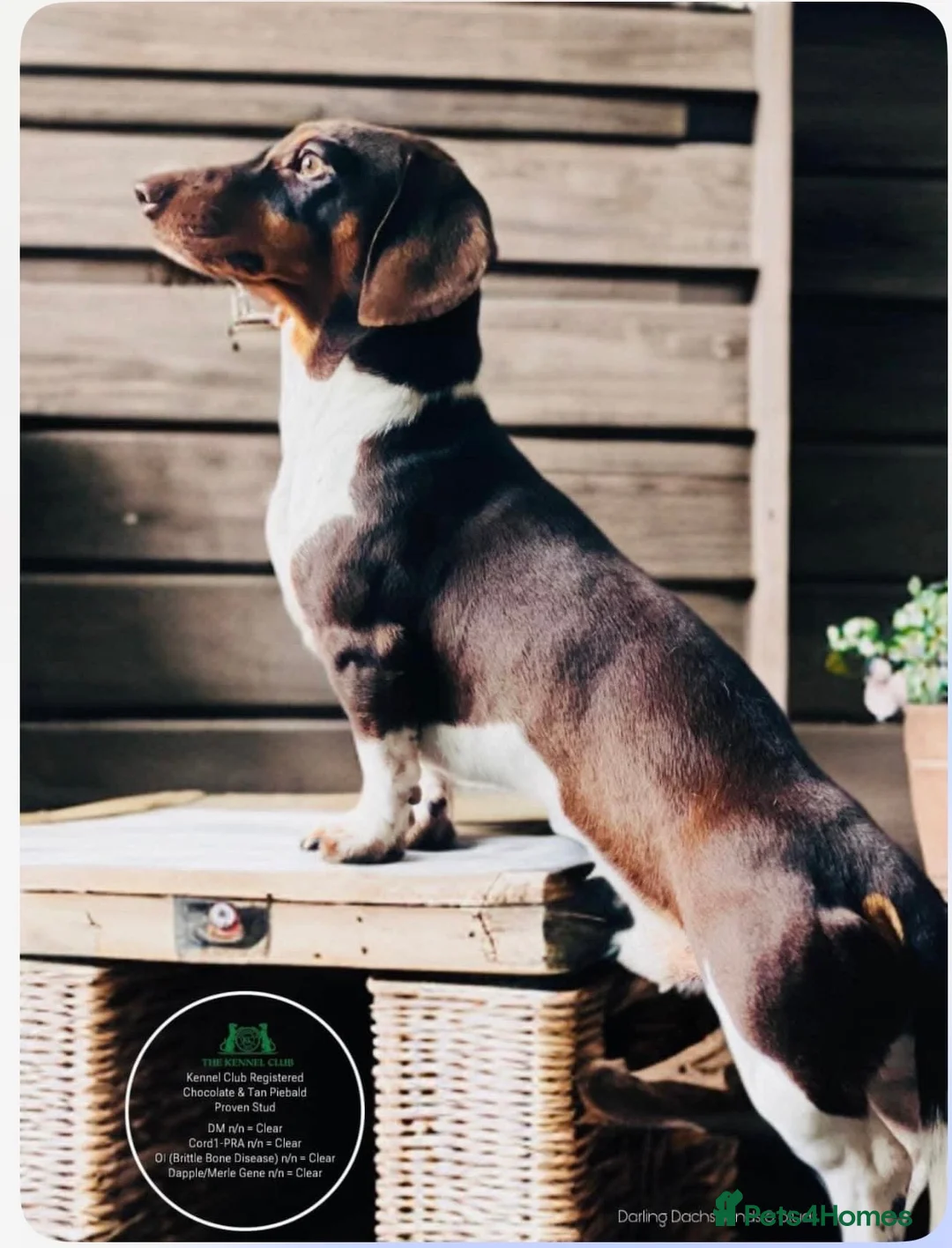 Miniature Dachshund dogs for sale: 2 beautiful bitches. Chocolate and tan in Wellingborough - Advert 7