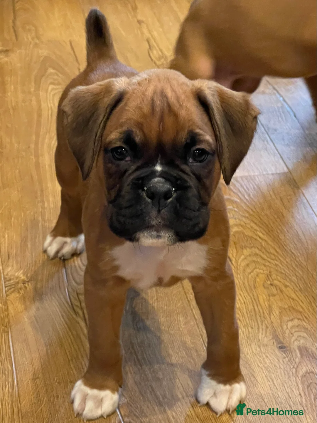 Boxer dogs for sale:  Stunning KC reg bobtailed boxers *1 girl left* - Advert 15