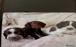 Cocker Spaniel dogs for sale: Cocker spaniel puppies  - Image 7
