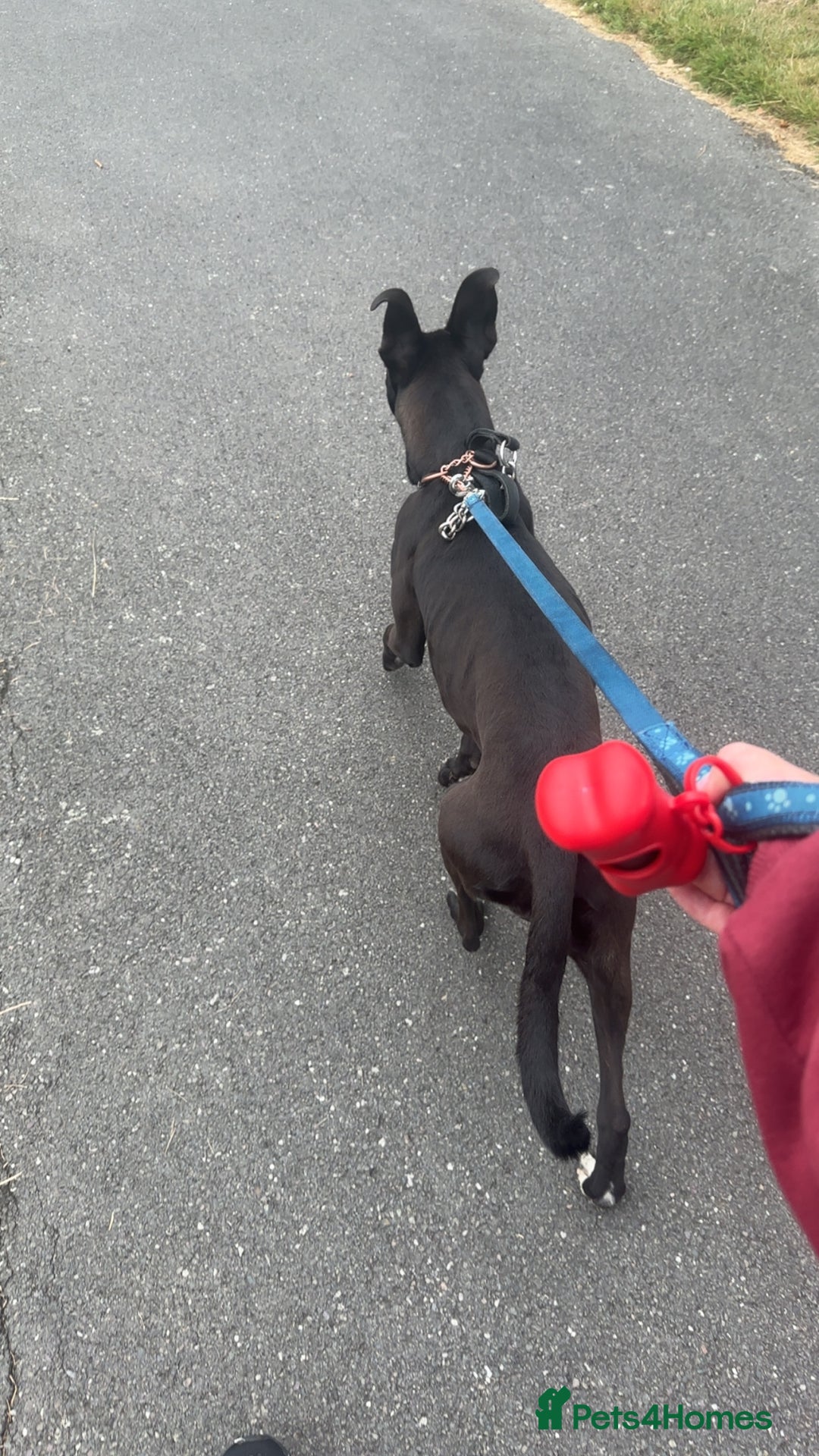 Mixed Breed dogs for sale: Kensi malinois cross Staffordshire bull terrior - Image 8